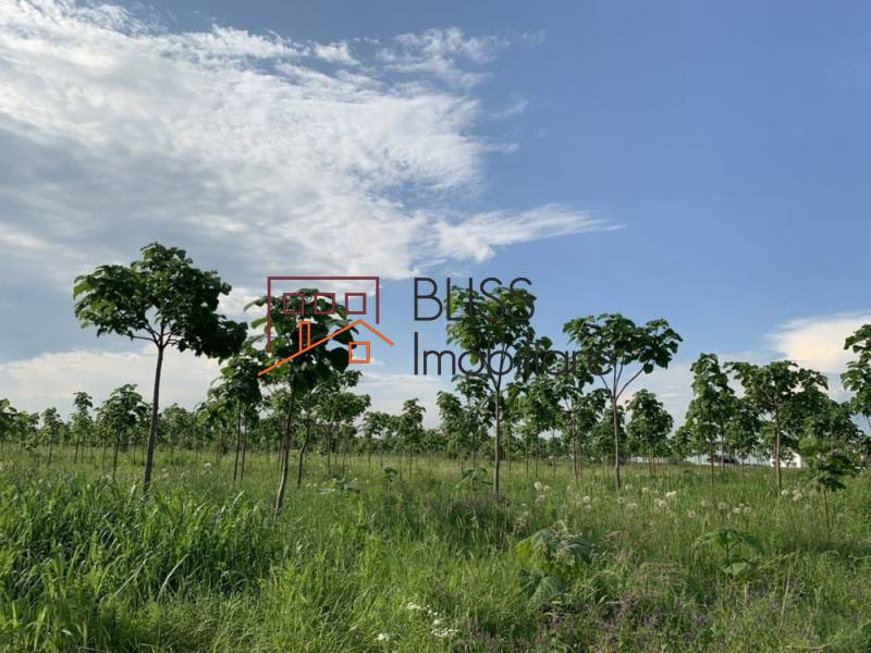 Photo 6 - BLISS Imobiliare